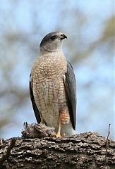 Cooper's Hawk